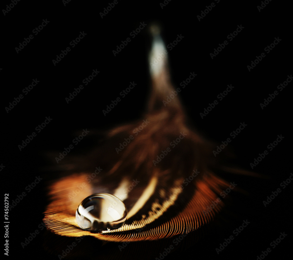 Fototapeta premium Beautiful feather with water drop on black background