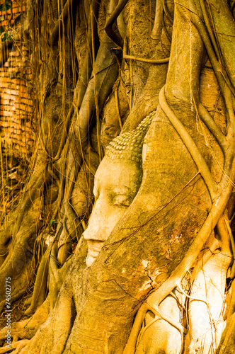 Head of buddha in root at Ayuthaya province photo
