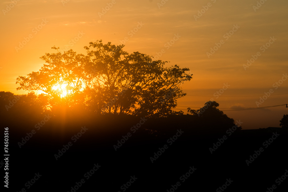 trees silhouette at sunset
