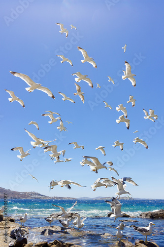 swarm of flying sea gulls