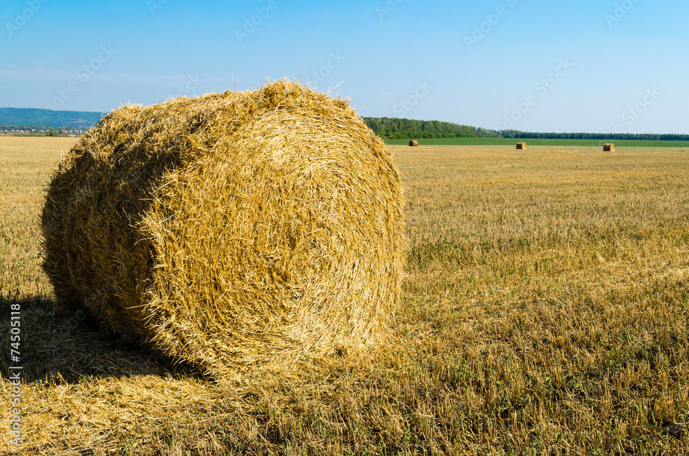 Twisted hay on the field in summer