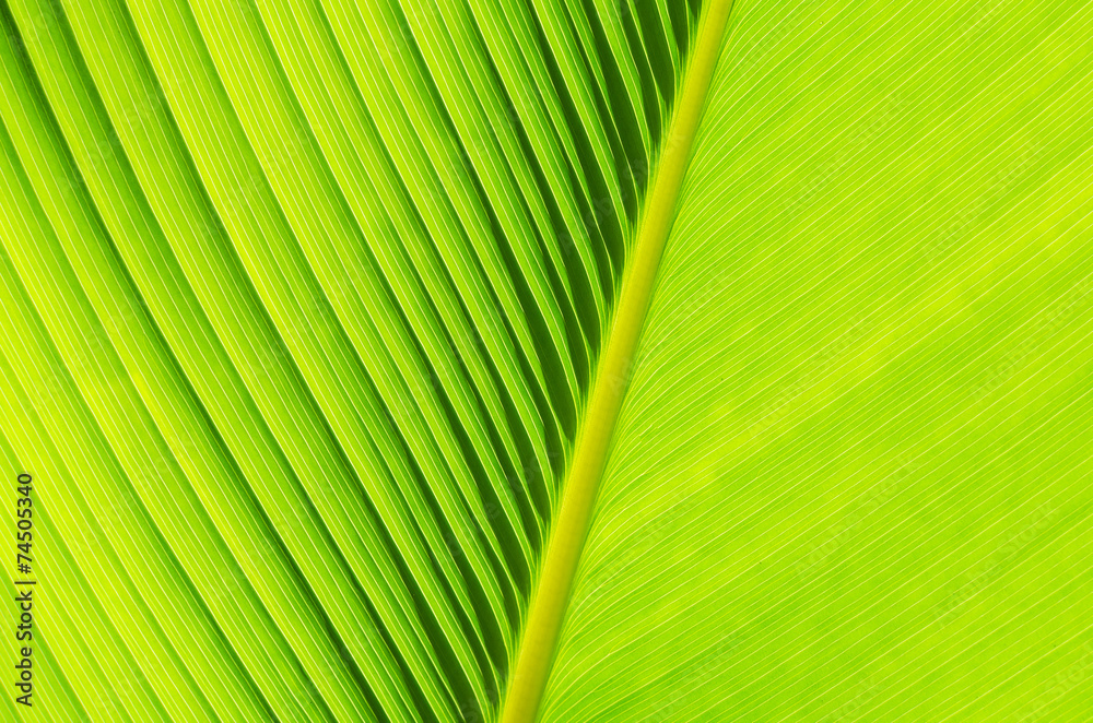 green leaf texture as background green leaf texture as background
