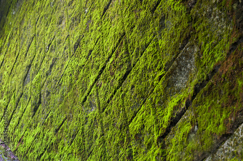 Green mossy wall with tiles