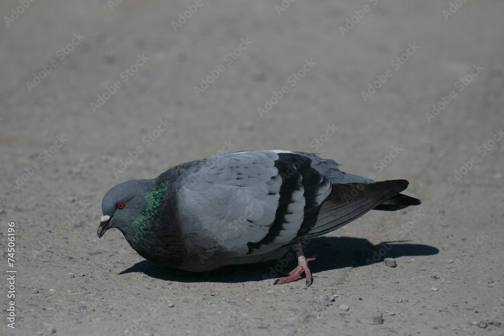 Fototapeta premium Dove in the city park .