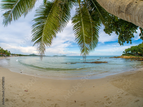 Fototapeta Naklejka Na Ścianę i Meble -  Coconut tree on the beach