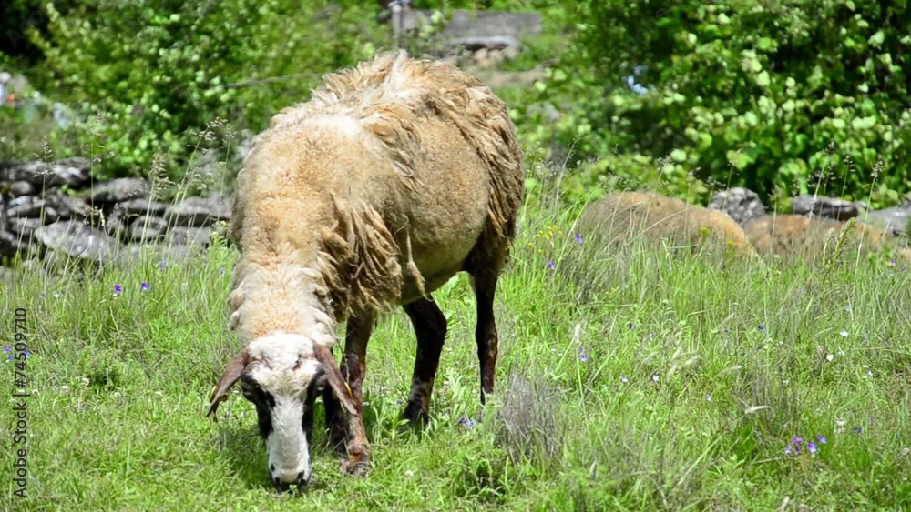 Sheep on a meadow in summer Sheep on a meadow in summer