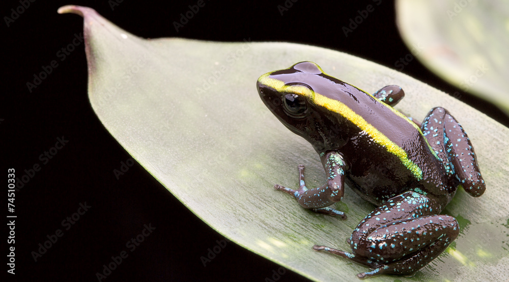 Obraz premium tropical poison frog