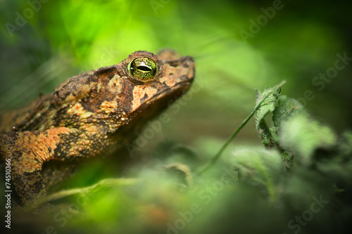 toad in the Amazon rain forest