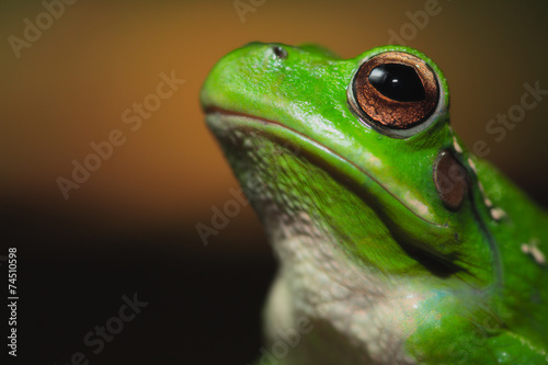 frog portrait photo