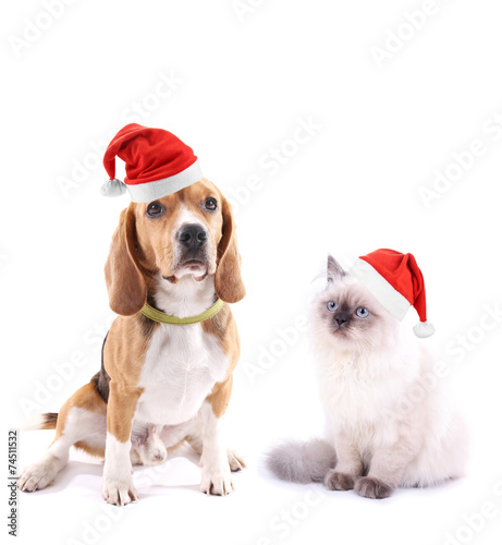 Cute dog and kitten with Christmas hats isolated on white © Africa Studio