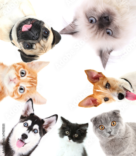 Fototapeta Naklejka Na Ścianę i Meble -  Collage of cute pets isolated on white