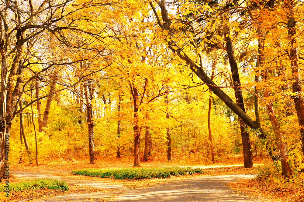 Fototapeta premium Beautiful autumn trees in park