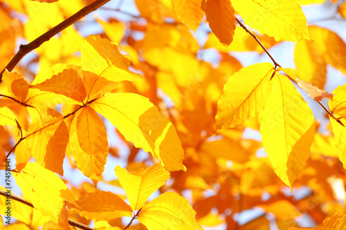 Beautiful autumn leaves