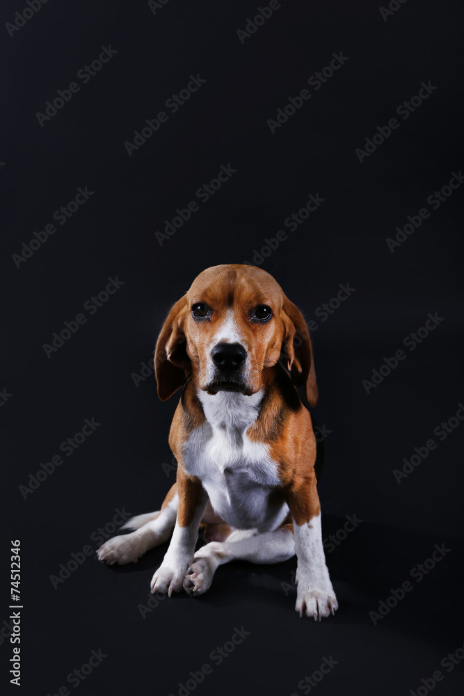 Beagle dog on dark background Beagle dog on dark background