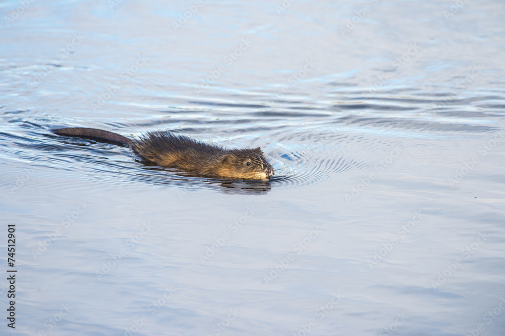 Fototapeta premium Muskrat ramble