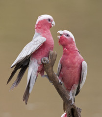 Wandcirkels Vogel Roze kaketoes bij Cooper Creek  © 169169