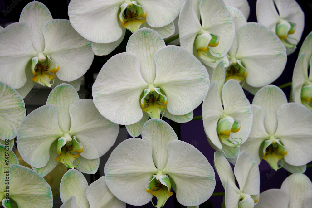 Fototapeta premium orchid green blossom flower tropical close up