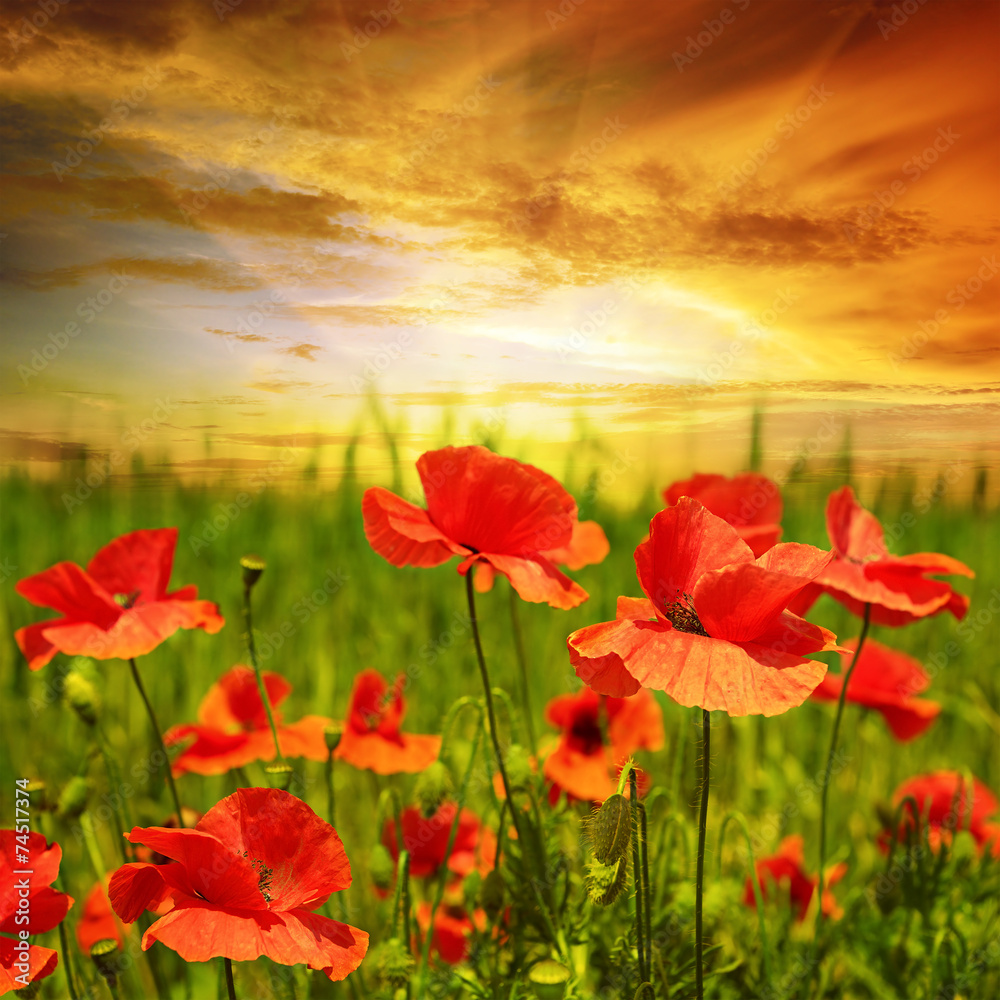 Fototapeta premium poppies field in rays sun