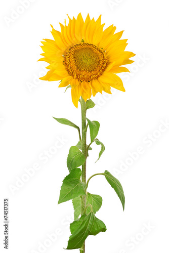 Fototapeta Naklejka Na Ścianę i Meble -  Sunflower isolated on white background