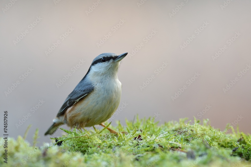 Fototapeta premium Nuthatch