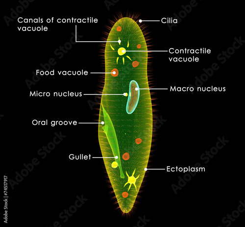 Photography Paramecium
