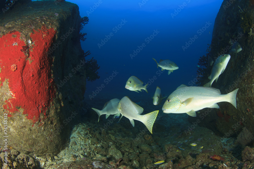 Fototapeta premium Sweetlips fish