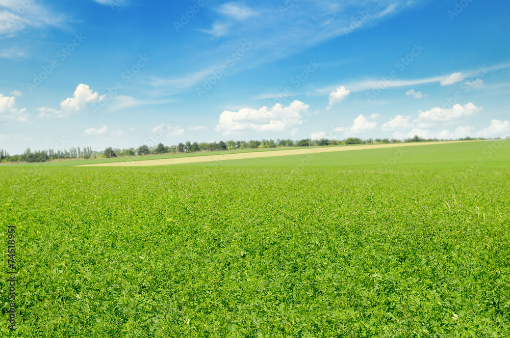 green field and blue sky