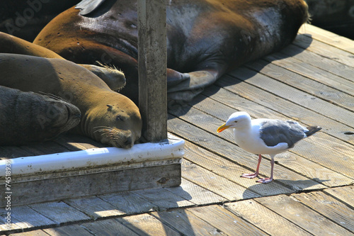 Photography sea Lion San Francisco