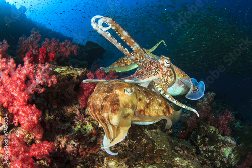 Cuttlefish pair sex mating