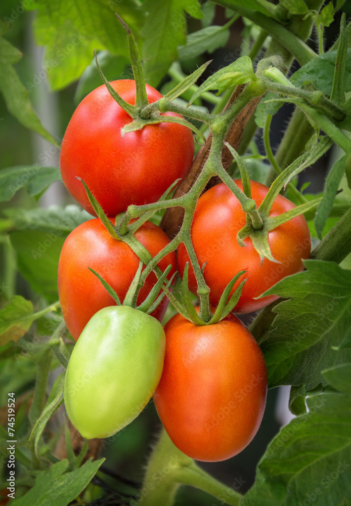Branch growing tomatoes plum varieties