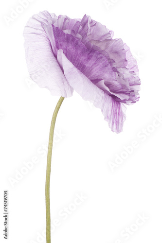 Fototapeta Naklejka Na Ścianę i Meble -  poppy