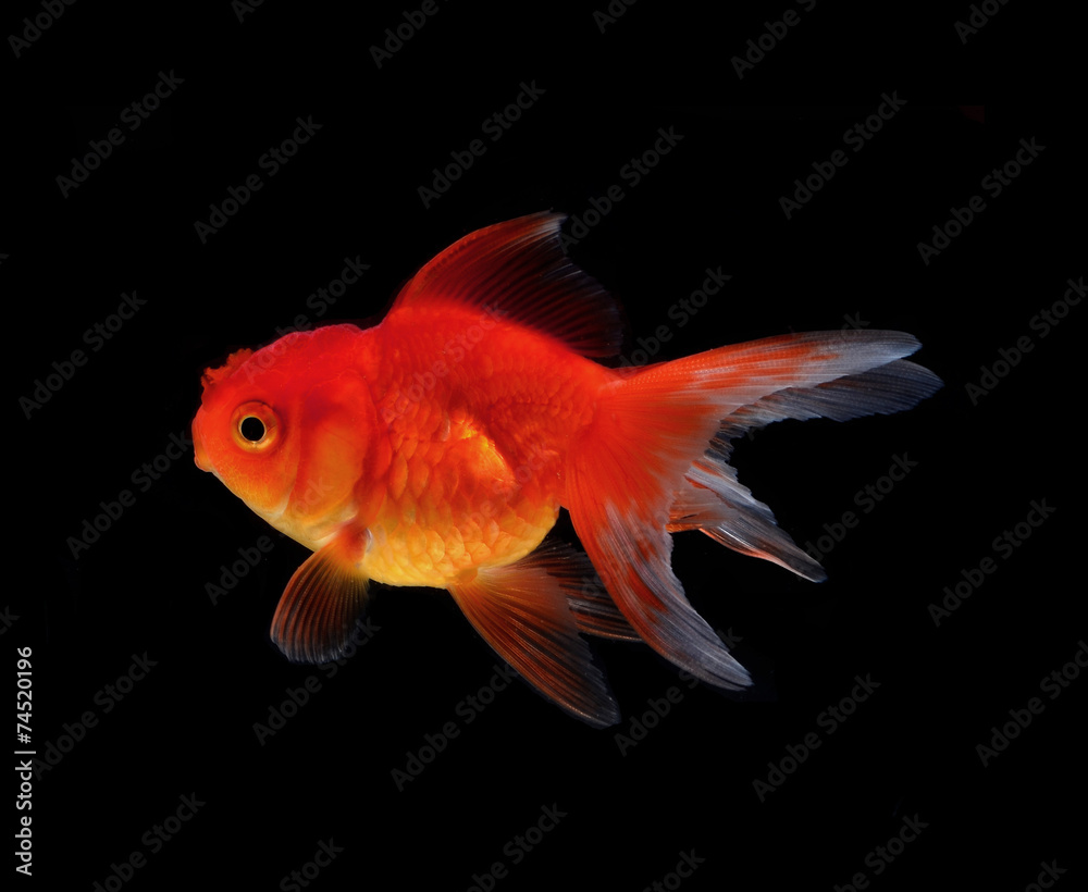 Gold fish black background Gold fish black background