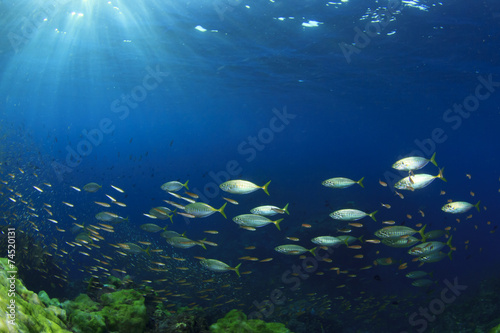 Fish school on coral reef in ocean