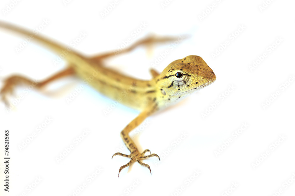 Fototapeta premium Lizard isolated on white background