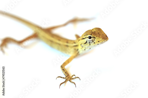 Lizard isolated on white background