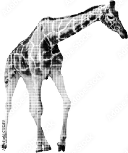 giraffe from black dots isolated on white photo