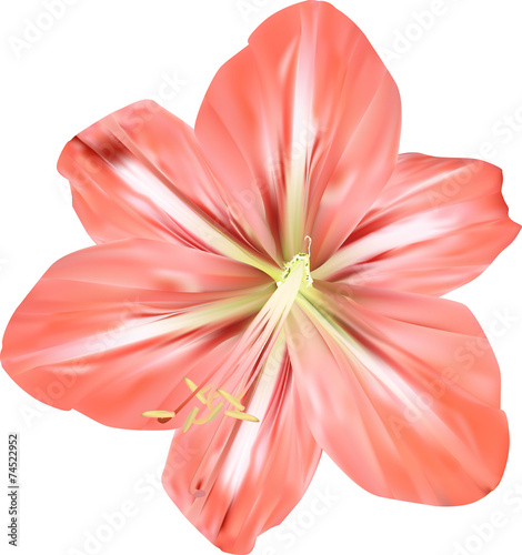 Fototapeta Naklejka Na Ścianę i Meble -  light red amaryllis isolated bloom