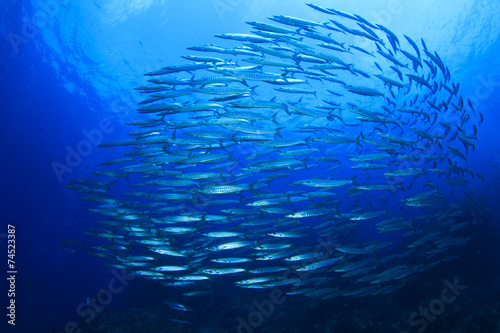 Barracuda Fish school in ocean