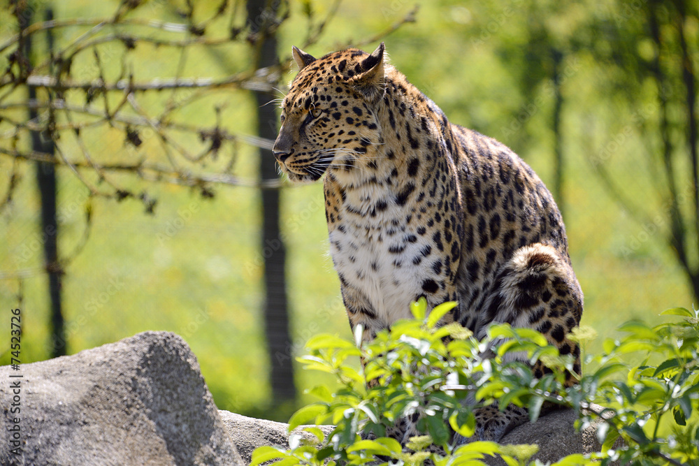 Fototapeta premium Closeup leopard in the vegetation