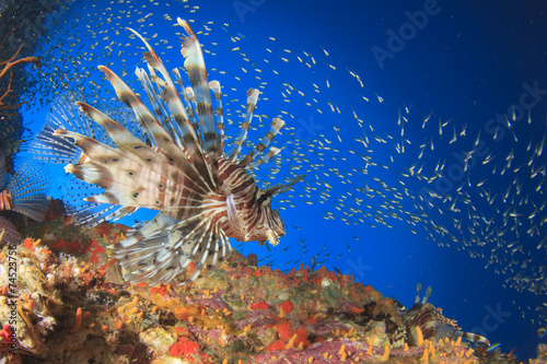 Lionfish on coral reef