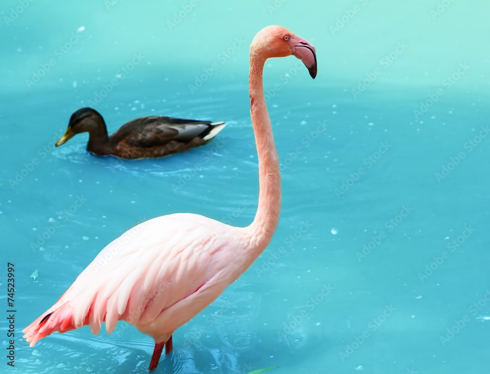 Obraz premium Flamingo