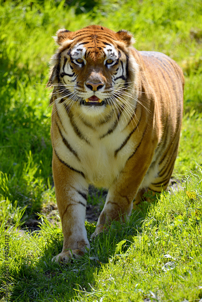 Tiger (Panthera tigris) on grass seen from front Tiger (Panthera tigris) on grass seen from front