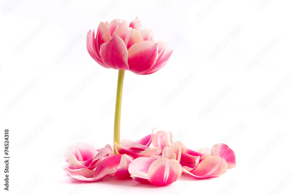 Rote Tulpen und Tulpenblätter Rote Tulpen und Tulpenblätter