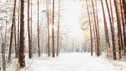Movement Through the Dark Forest to Meet the Sun, Steadicam Shot