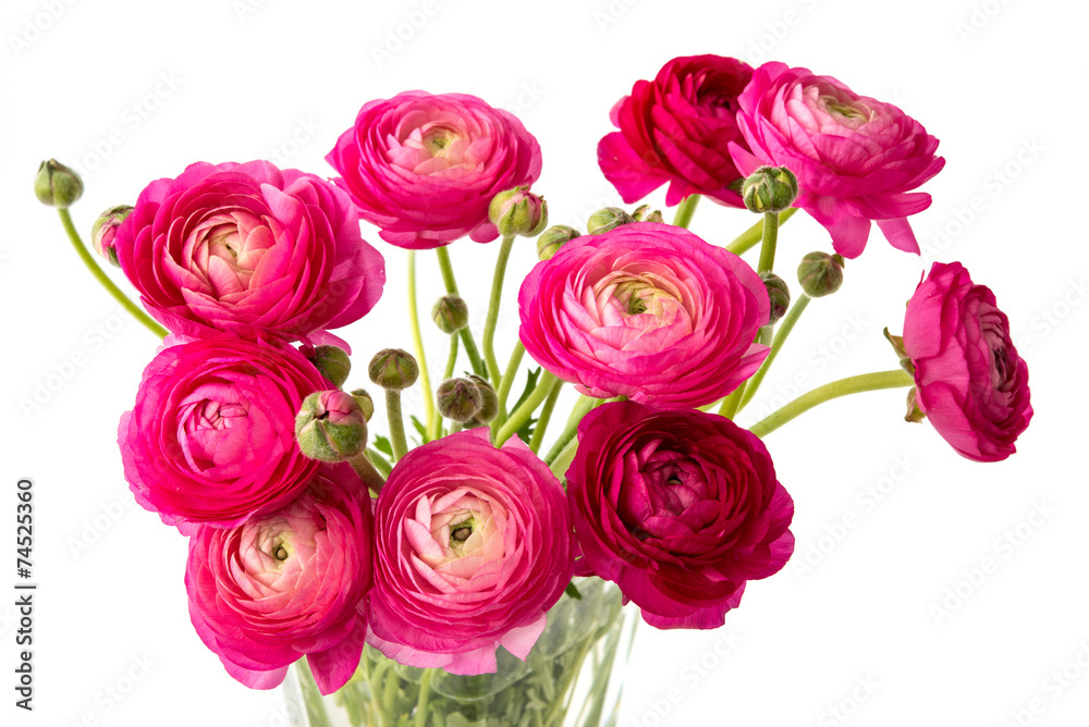 Obraz premium Ranunkel rot