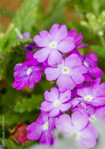 Purple flowers in garden