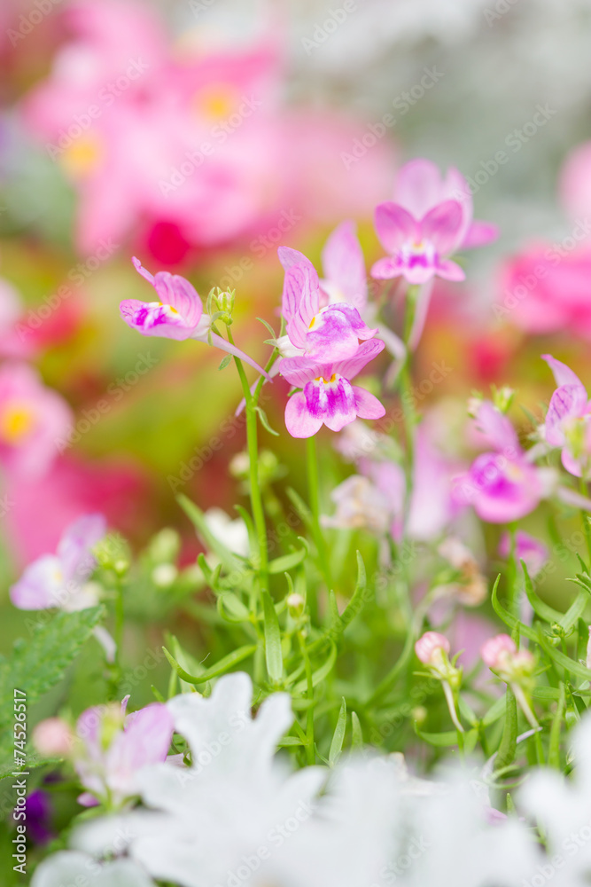 pink flowers in garden