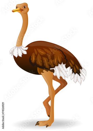 Vector illustration of Ostrich