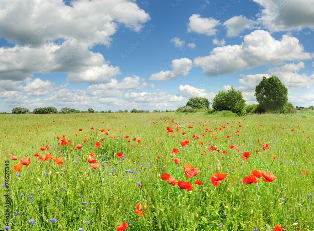 Beautiful poppies on a green field and a blue sky
