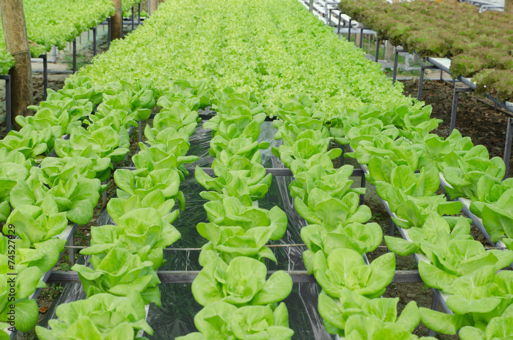 Fototapeta premium Butter head vegetable in hydroponic farm
